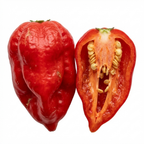 Capsicum chinense 'Armageddon' (Chilli) from Cedar Nursery, Cobham