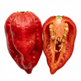 Capsicum chinense 'Armageddon' (Chilli) from Cedar Nursery, Cobham