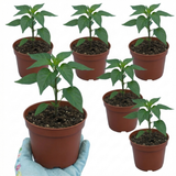Capsicum chinense 'Armageddon' (Chilli) from Cedar Nursery, Cobham
