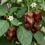 Capsicum chinense 'Habanero Chocolate' (Chilli) from Cedar Nursery, Cobham