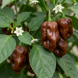 Capsicum chinense 'Habanero Chocolate' (Chilli) from Cedar Nursery, Cobham