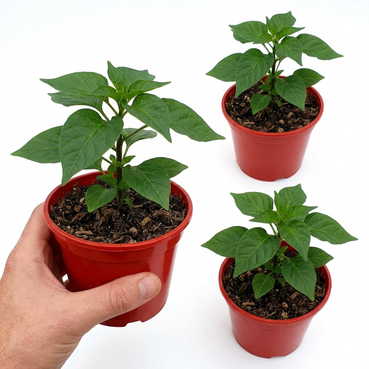 Capsicum chinense 'Habanero Chocolate' (Chilli) from Cedar Nursery, Cobham
