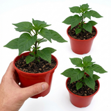 Capsicum chinense 'Habanero Chocolate' (Chilli) from Cedar Nursery, Cobham