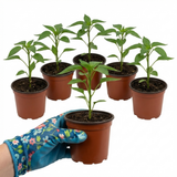 Capsicum annuum 'Hungarian Hot Wax' (Chilli)