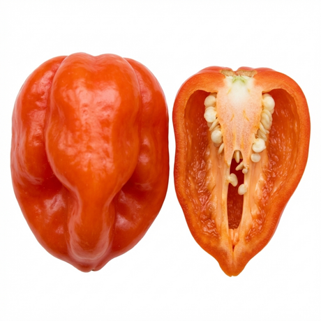 Capsicum chinense 'Scotch Bonnet' (Chilli) from Cedar Nursery, Cobham