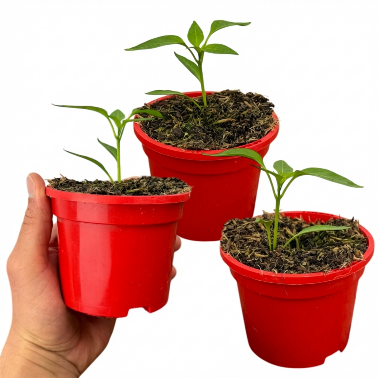 Capsicum chinense 'Scotch Bonnet' (Chilli)