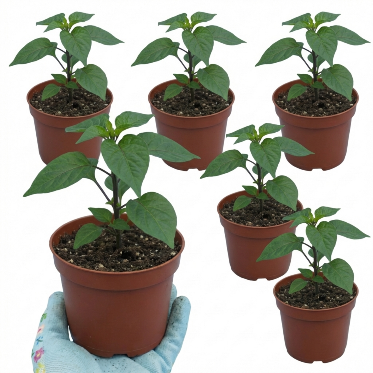 Capsicum chinense 'Scotch Bonnet' (Chilli)