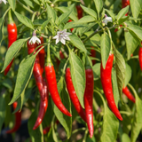 Capsicum annuum 'Thai Dragon' chilli pepper plant at Cedar Nursery.