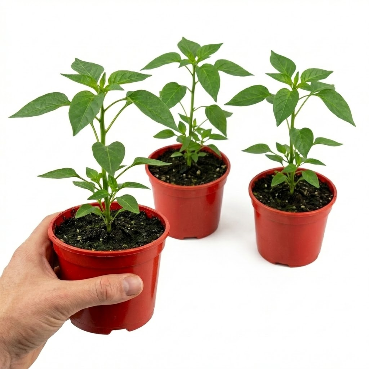 Capsicum annuum 'Thai Dragon' chilli pepper plant at Cedar Nursery.