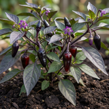 Capsicum annuum 'Zimbabwe Black' (Chilli) from Cedar Nursery, Cobham