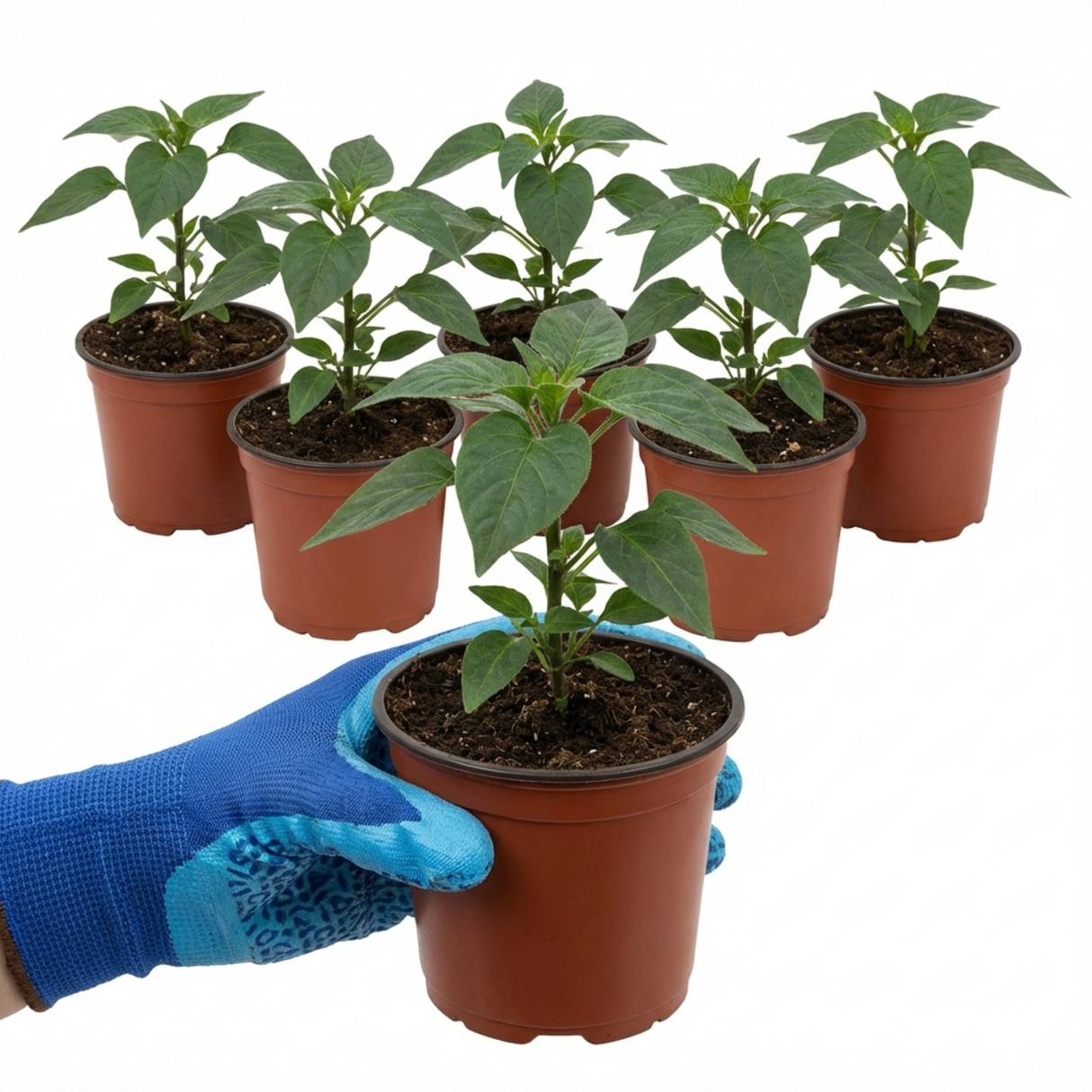 Capsicum annuum 'Zimbabwe Black' (Chilli) from Cedar Nursery, Cobham