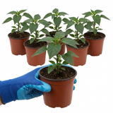 Capsicum annuum 'Zimbabwe Black' (Chilli) from Cedar Nursery, Cobham