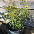 Buy Choisya x dewitteana White Dazzler at Cedar Nursery, Surrey