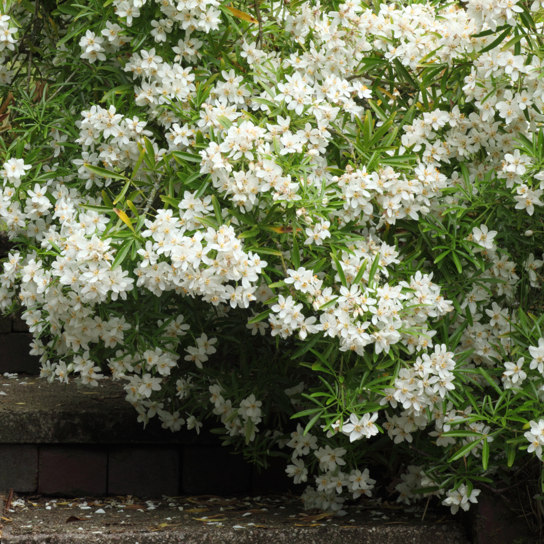 Choisya ternata from Cedar Nursery, Cobham