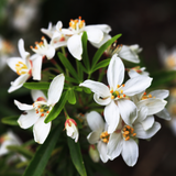 Choisya ternata 'Sundance' from Cedar Nursery, Cobham