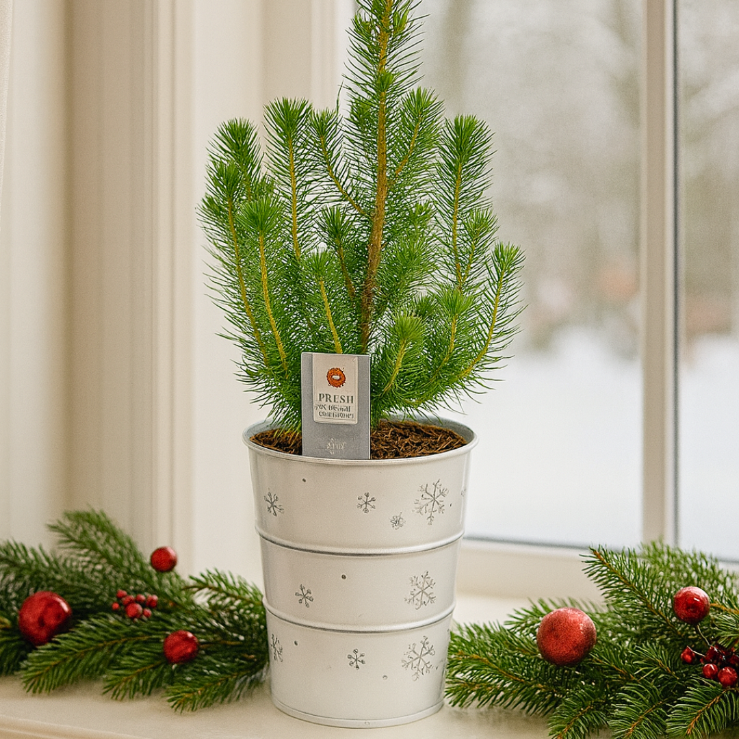 Christmas Tree in White Metal Planter with Lights from Cedar Nursery, Cobham