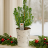 Christmas Tree in White Metal Planter with Lights from Cedar Nursery, Cobham