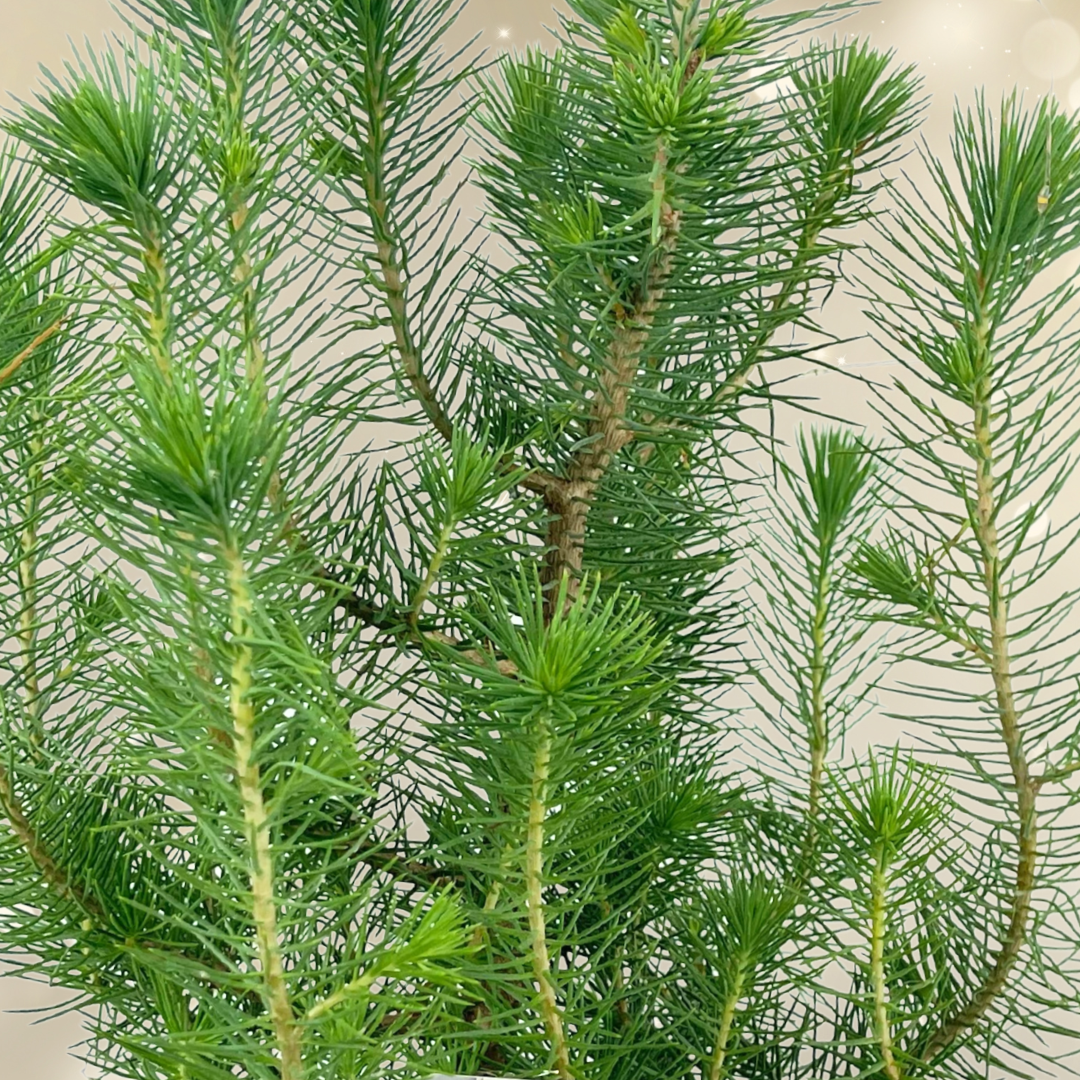 Christmas Tree in White Metal Planter with Lights from Cedar Nursery, Cobham
