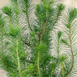 Christmas Tree in White Metal Planter with Lights from Cedar Nursery, Cobham