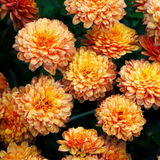 Chrysanthemum x morifolium Orange 1L at Cedar Nursery Surrey