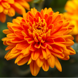 Chrysanthemum x morifolium Orange 1L at Cedar Nursery Surrey
