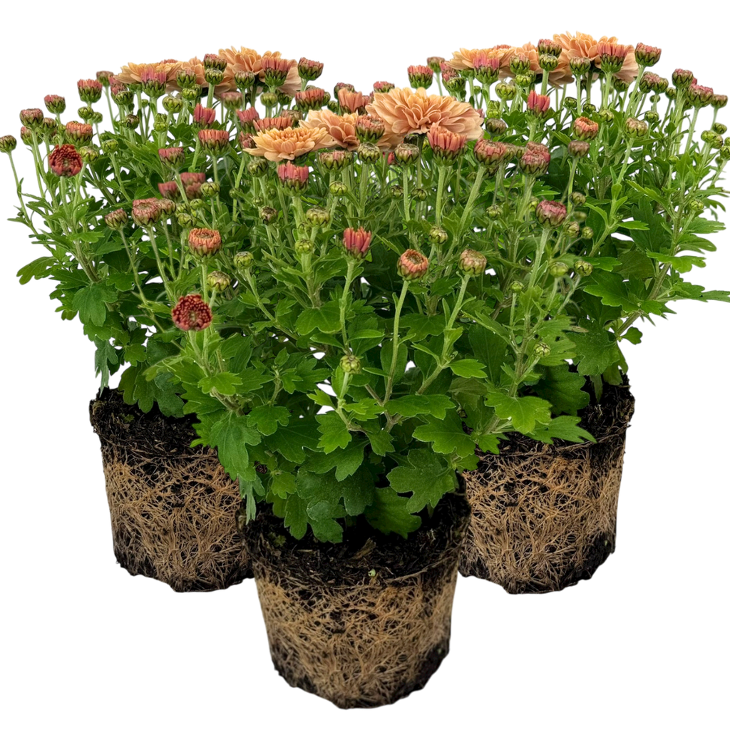 Chrysanthemum x morifolium Orange 1L at Cedar Nursery Surrey