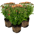 Chrysanthemum x morifolium Orange 1L at Cedar Nursery Surrey