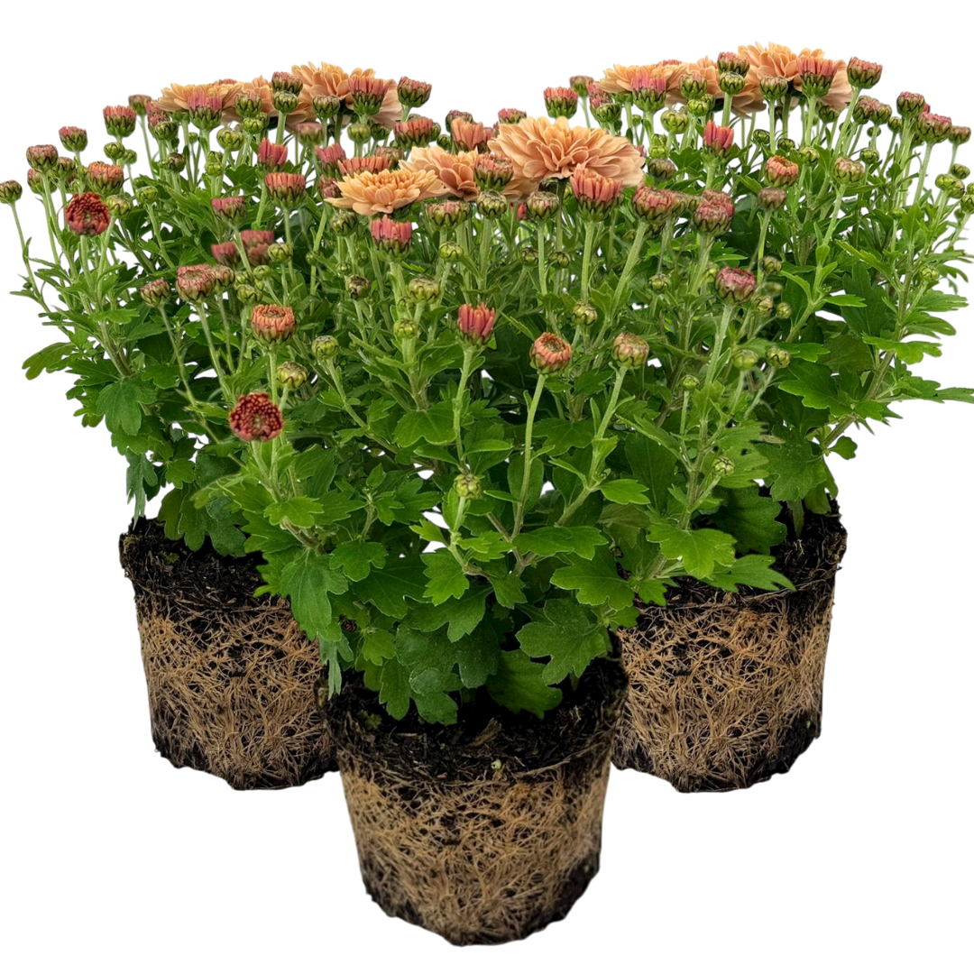 Chrysanthemum x morifolium Orange 1L at Cedar Nursery Surrey