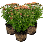 Chrysanthemum x morifolium Orange 1L at Cedar Nursery Surrey