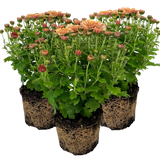 Chrysanthemum x morifolium Orange 1L at Cedar Nursery Surrey