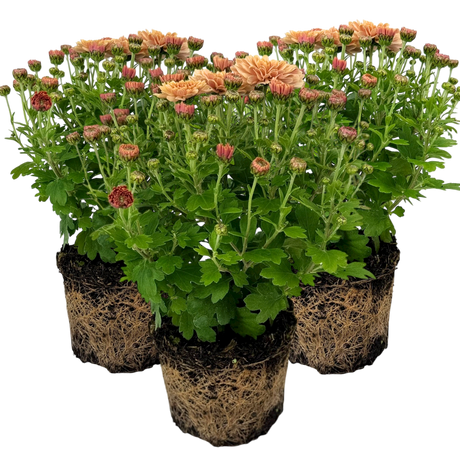 Chrysanthemum x morifolium Orange 1L at Cedar Nursery Surrey