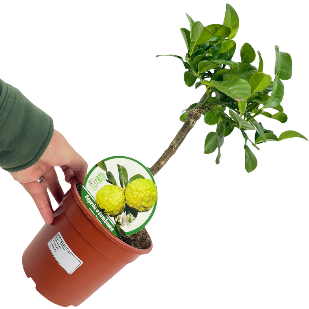 Citrus hystrix Keffir Lime 2L at Cedar Nursery Surrey