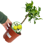 Citrus hystrix Keffir Lime 2L at Cedar Nursery Surrey