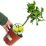 Citrus hystrix Keffir Lime 2L at Cedar Nursery Surrey