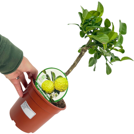 Citrus hystrix Keffir Lime 2L at Cedar Nursery Surrey
