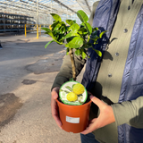 Citrus hystrix Keffir Lime 2L at Cedar Nursery Surrey