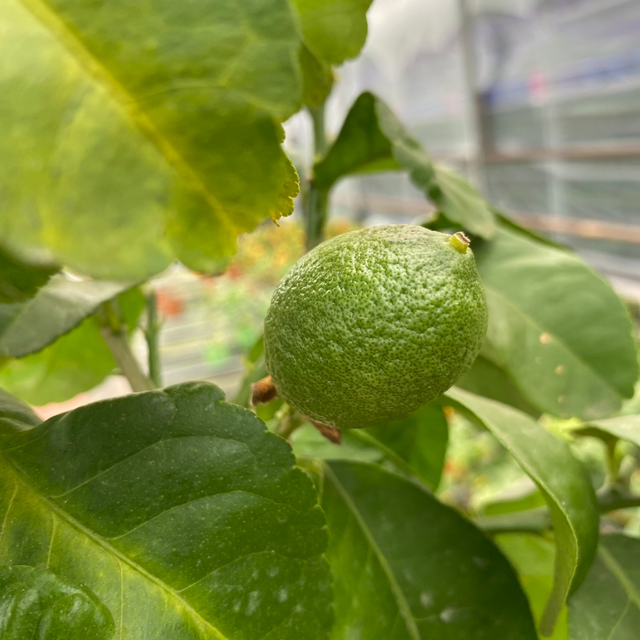 Citrus limon Lemon 2L at Cedar Nursery Surrey