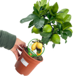 Citrus limon Lemon 2L at Cedar Nursery Surrey