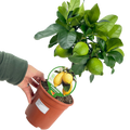 Citrus limon Lemon 2L at Cedar Nursery Surrey