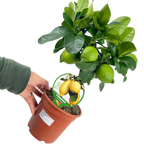 Citrus limon Lemon 2L at Cedar Nursery Surrey