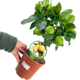 Citrus limon Lemon 2L at Cedar Nursery Surrey