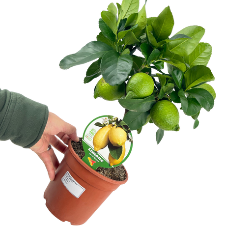 Citrus limon Lemon 2L at Cedar Nursery Surrey