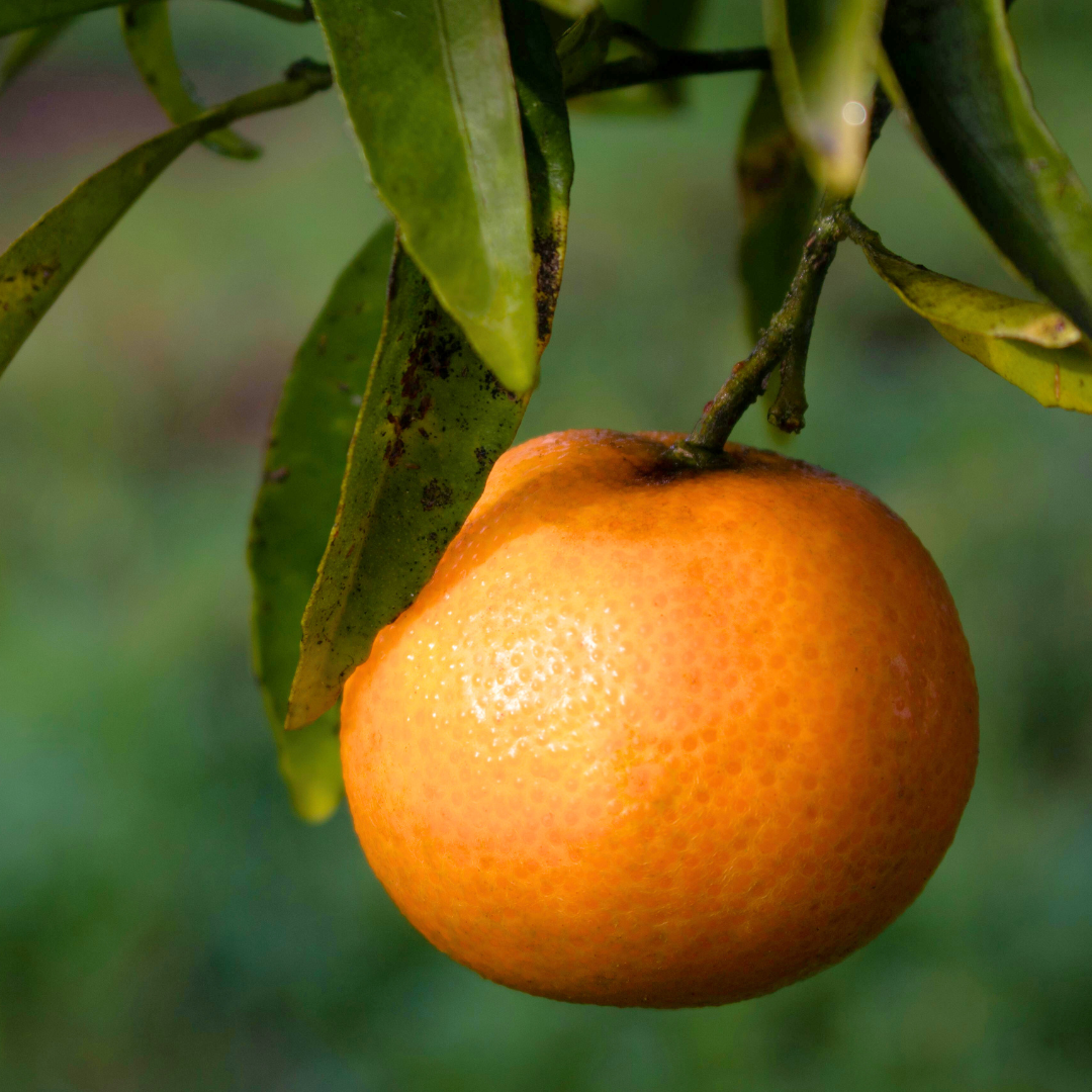 Citrus x clementina Clementine 2L at Cedar Nursery Surrey
