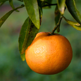 Citrus x clementina Clementine 2L at Cedar Nursery Surrey