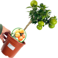 Citrus x clementina Clementine 2L at Cedar Nursery Surrey