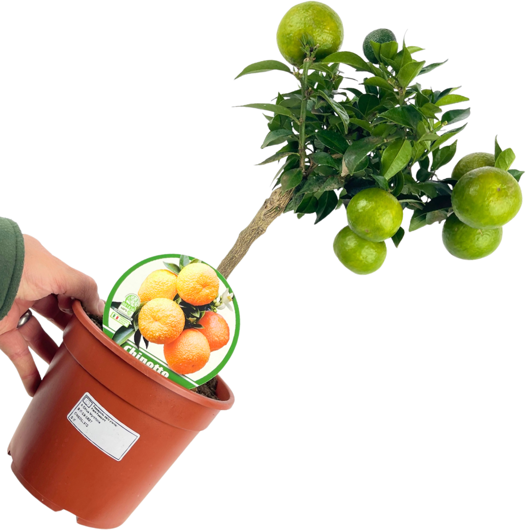 Citrus x clementina Clementine 2L at Cedar Nursery Surrey