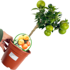Citrus x clementina Clementine 2L at Cedar Nursery Surrey