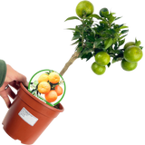 Citrus x clementina Clementine 2L at Cedar Nursery Surrey