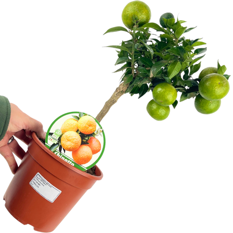 Citrus x clementina Clementine 2L at Cedar Nursery Surrey