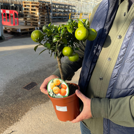 Citrus x clementina Clementine 2L at Cedar Nursery Surrey